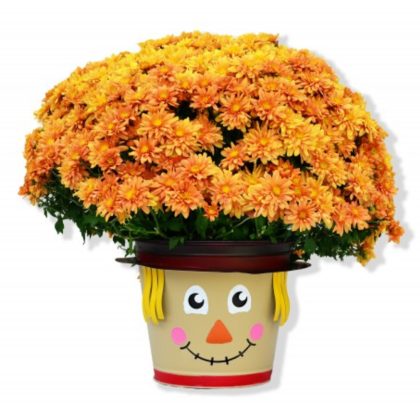 Fall Mum Fundraiser