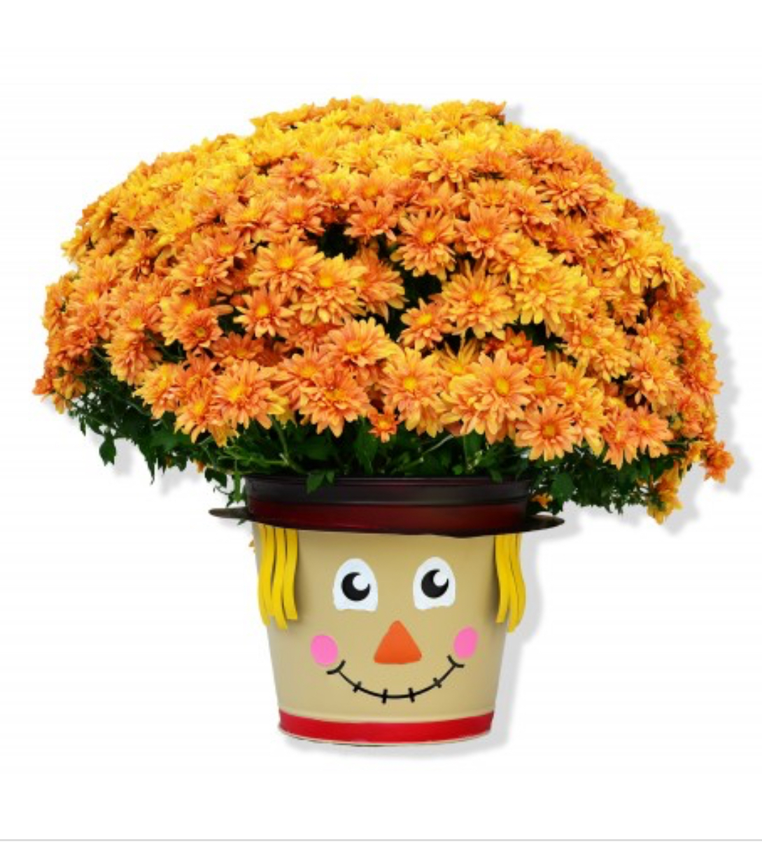 Fall Mum Fundraiser